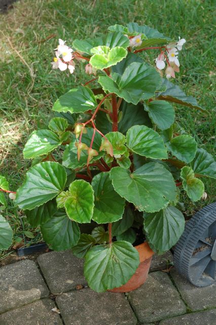 B. fischeri var. fischeri